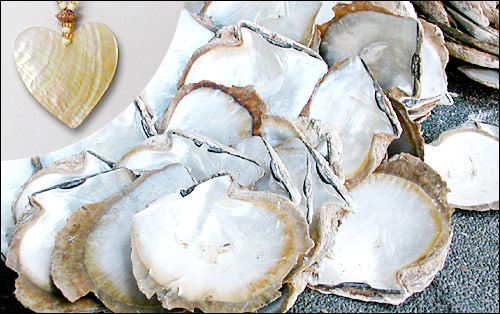 Raw Shells monthly special for february 2003